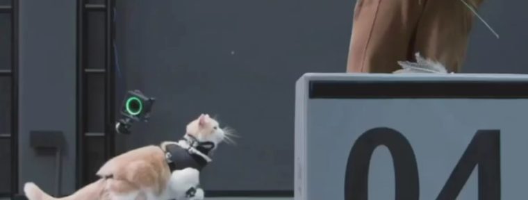 Движения тигров в Black Myth: Wukong сняли с настоящих котов