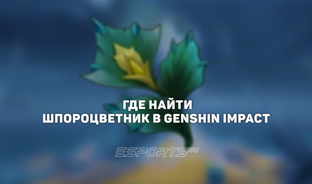 Где найти Шпороцветник в Genshin Impact