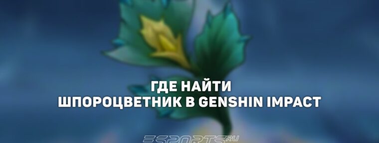 Где найти Шпороцветник в Genshin Impact